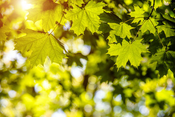 Green nature background with maple leaves