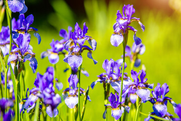 Blue irises bloom in the botanical garden
