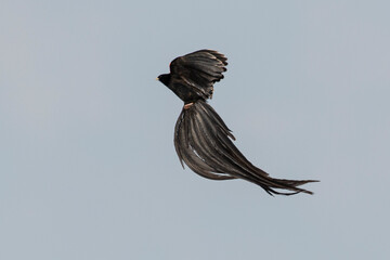 Euplecte &agrave; longue queue,
Euplectes progne, Long tailed Widowbird, Afrique du Sud