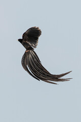 Euplecte à longue queue,
Euplectes progne, Long tailed Widowbird, Afrique du Sud