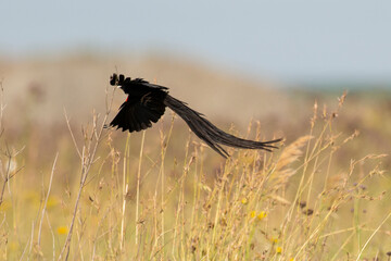Euplecte à longue queue,
Euplectes progne, Long tailed Widowbird, Afrique du Sud