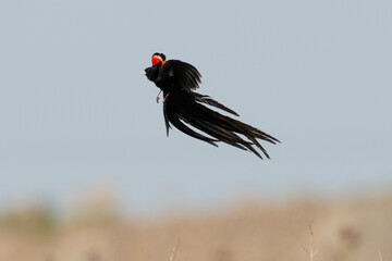 Euplecte à longue queue,
Euplectes progne, Long tailed Widowbird, Afrique du Sud