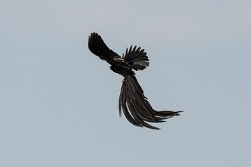 Euplecte à longue queue,
Euplectes progne, Long tailed Widowbird, Afrique du Sud