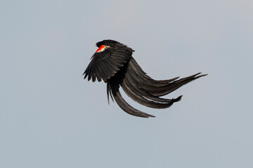 Euplecte à longue queue,
Euplectes progne, Long tailed Widowbird, Afrique du Sud
