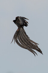 Euplecte à longue queue,
Euplectes progne, Long tailed Widowbird, Afrique du Sud