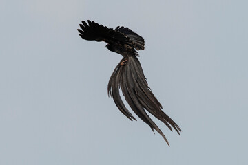 Euplecte à longue queue,
Euplectes progne, Long tailed Widowbird, Afrique du Sud
