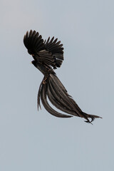 Euplecte à longue queue,
Euplectes progne, Long tailed Widowbird, Afrique du Sud