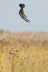 Euplecte à longue queue,
Euplectes progne, Long tailed Widowbird, Afrique du Sud