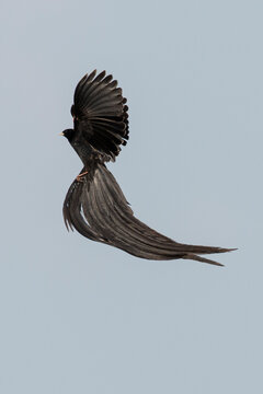Euplecte à longue queue,
Euplectes progne, Long tailed Widowbird, Afrique du Sud