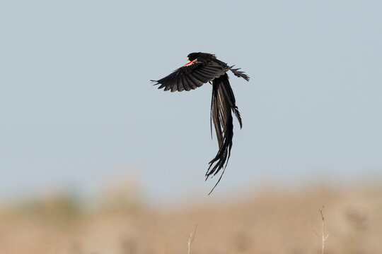 Euplecte à longue queue,
Euplectes progne, Long tailed Widowbird, Afrique du Sud