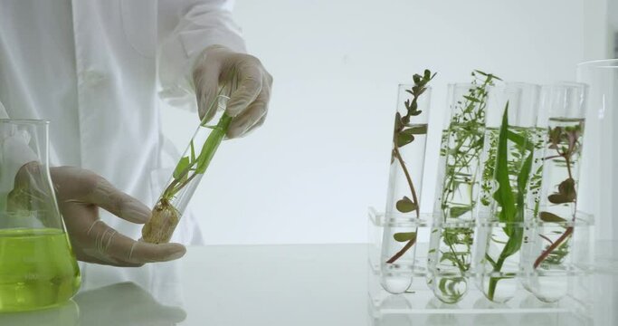 Sientist work with plant in test tubes in laboratory
