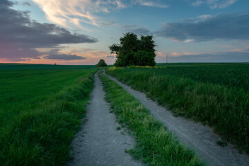 Fototapeta na wymiar Rural road through green fields and the sky after sunset