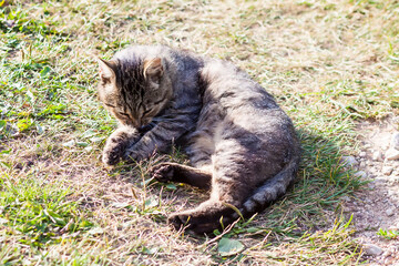Domestic cat basks in the spring sun outdoors. 