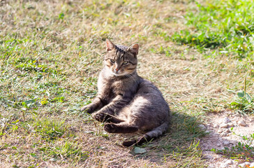 Naklejka na ściany i meble Domestic cat basks in the spring sun outdoors. 