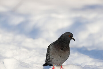close-up of a lonely pigeon on a white background