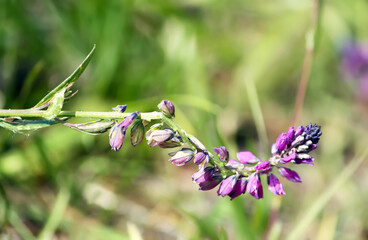 Summer wildflowers in sunlight. 