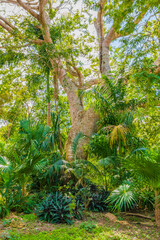 Tropical natural jungle forest plants trees Muyil Mayan ruins Mexico.
