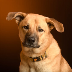 a portrait of a dog in the studio