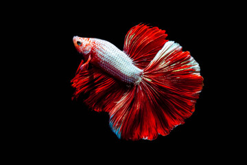 Red Betta Siamese fighting fish,Capture the moving moment of siamese fighting fish, Two betta fish isolated on black background 