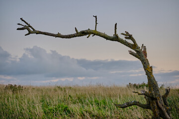 Lonely windswept tree in long grass. Art nature.
