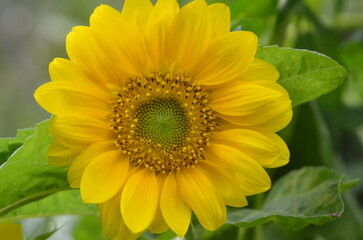 sunflower in the garden.
Close-up short of Sunflower