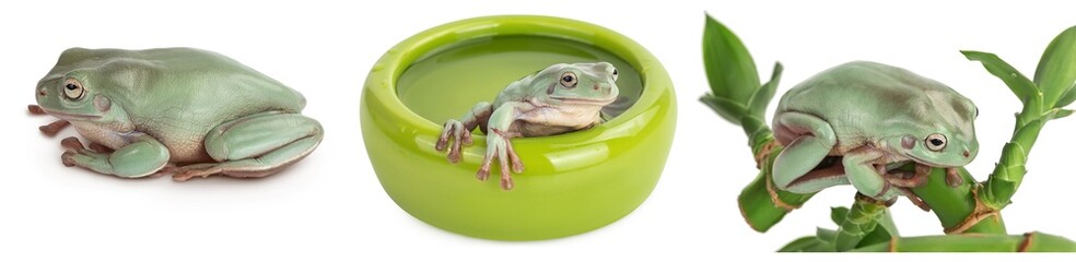 The Australian green tree frog isolated on white background with full depth of field, Set or...