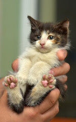 little tricolor fluffy kitten in hands