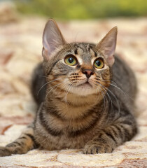 Naklejka na ściany i meble young brown tabby cat european shorthair