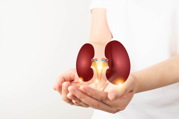 World kidney day. Woman hands holding healthy kidney anatomy. Kidney disease treatment, renal...