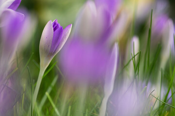 close up group of purple blooming crocus flowers. Early spring in the garden. Botanical dutch flowers. Seasonal scene outdoor. 