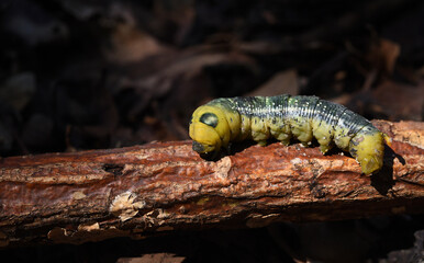 Beautiful yellow caterpillar on dry twig with blurry background .