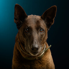 a portrait of a dog in the studio