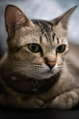 Naklejka na ściany i meble Thai Gray Cat (Salid Type)