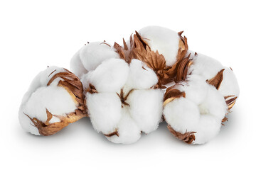 Cotton plant flower isolated on white background with clipping path and full depth of field