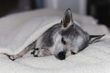 Portrait of chihuahua dog sleeping under blanket at home.