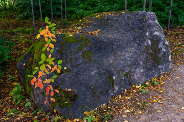Rock with leaves in Monrepo park in Vyborg, Russia, August