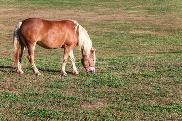 Naklejka na ściany i meble Young horse breed Haflinger (Avelignese) grazes in the meadow on Seiser Alm plateau