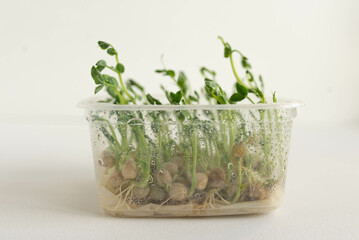Growing pea microgreens. Reuse plastic at home idea.