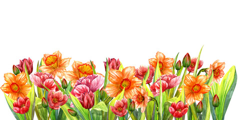 Watercolor tulips and daffodils. Watercolor illustration of spring flowers.