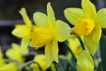 Fototapeta na wymiar Gelbe Narzisse, Blüte reckt sich in den dunkelblauen Himmel im Frühling, mehrere Blüten im Hintergrund, April