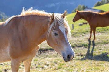 Young horse portrait of the Haflinger breed in Seiser Alm (Alpe di Siusi) South Tyrol, Italy