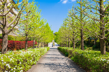 新緑の生活道路