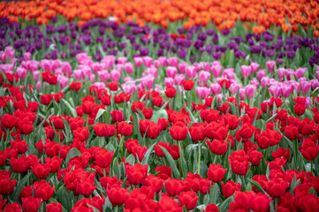 Colorful Tulip flower garden in park, red pink purple and orange.