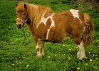 Breeding pony on the farm. © Adam