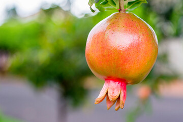 Pomegranate isolated on the tree