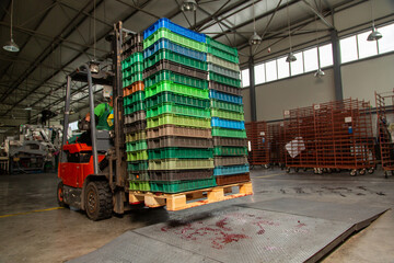 Forklift driver puts a stack of boxes with cherries on warehouse scales before loading into the truck.