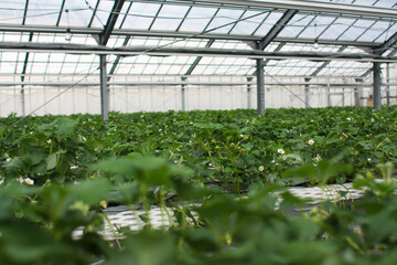 いちご狩りのビニールハウスで咲くいちごの花