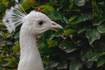 portrait of a peacock