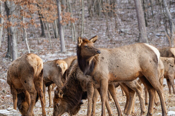 Herd of cow elk searching for food in the winter landscape of Pennsylvania.