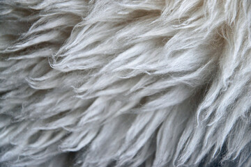 close up of white fur